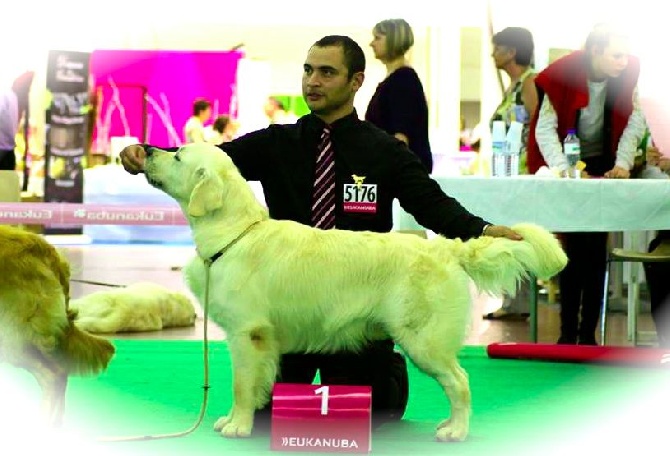 Of Breizh Golden Star - CHAMPIONNAT DE FRANCE 2014 (ANGERS)